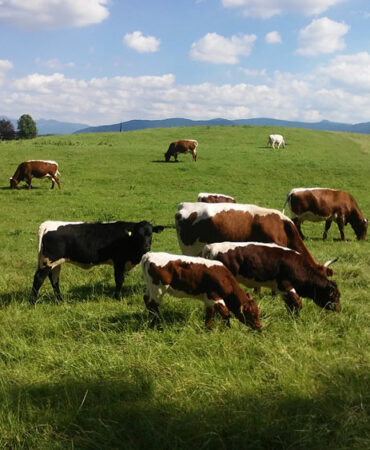 Kühe im bayerischen Oberland